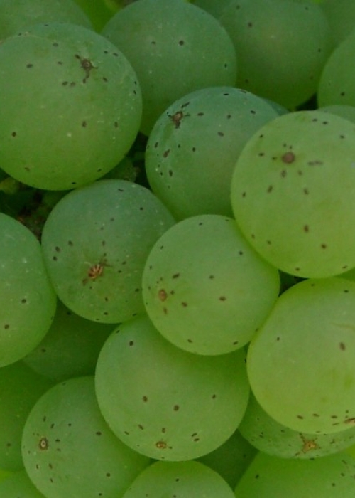 Osteiner Beeren 2